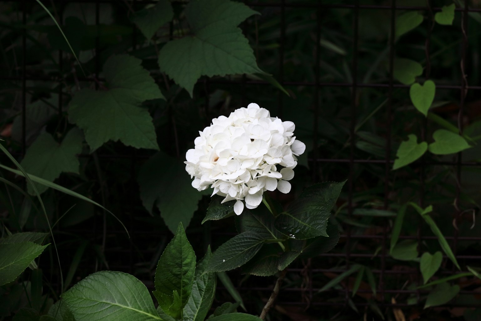 Un fiore di ortensia bianco che fiorisce tra le foglie verdi