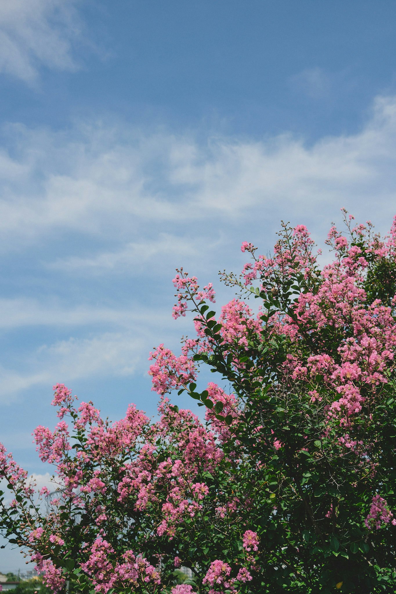 青空の下で咲くピンクの花の木