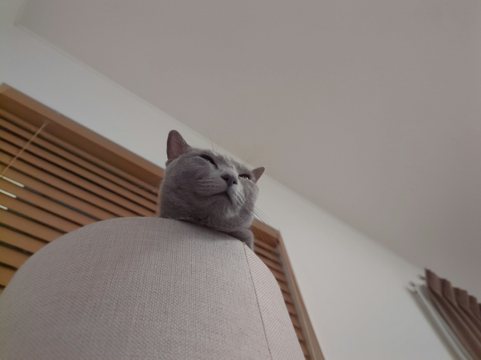 灰色猫坐在灯的顶部