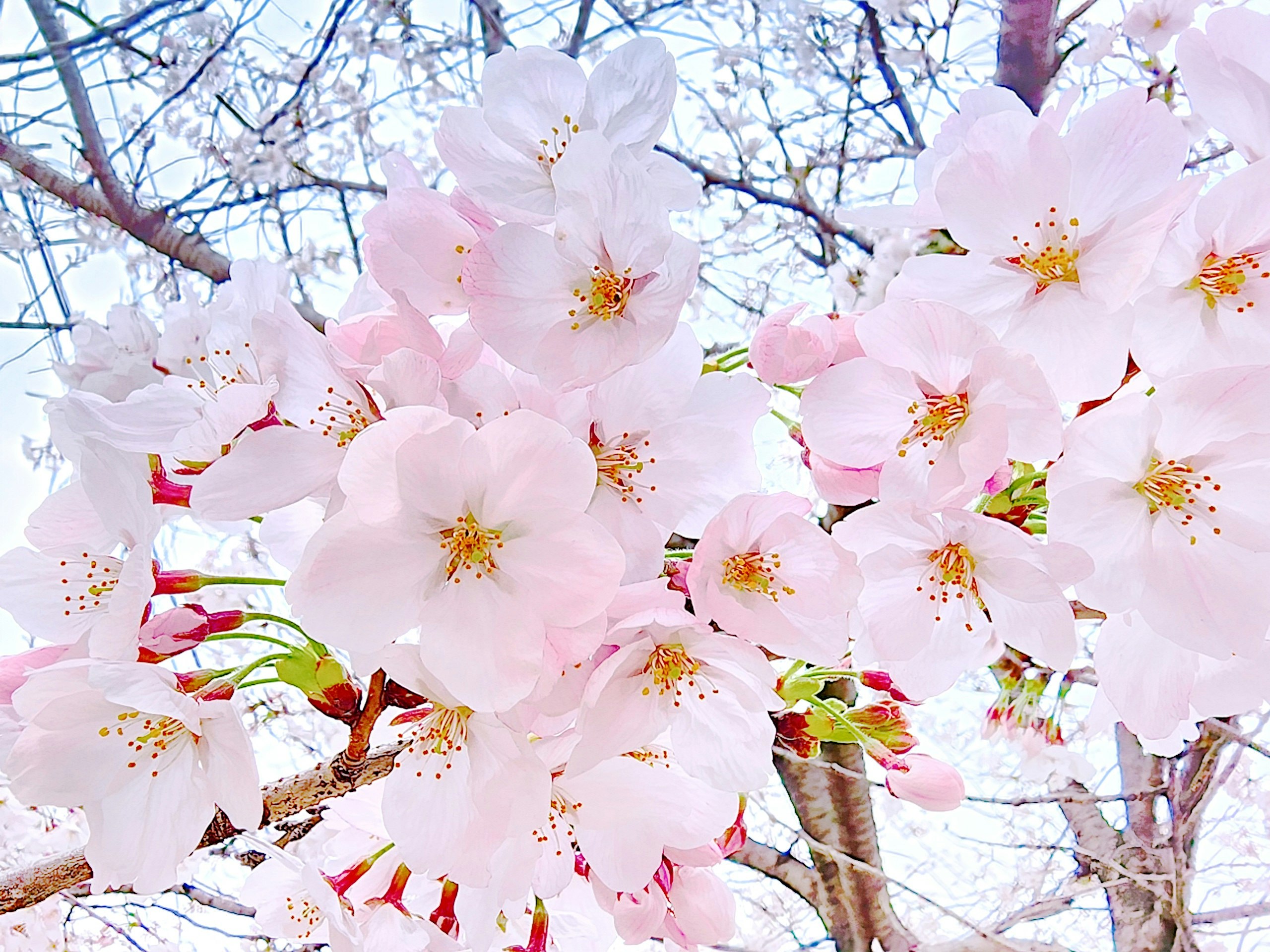 桜の花が咲く枝先のアップ