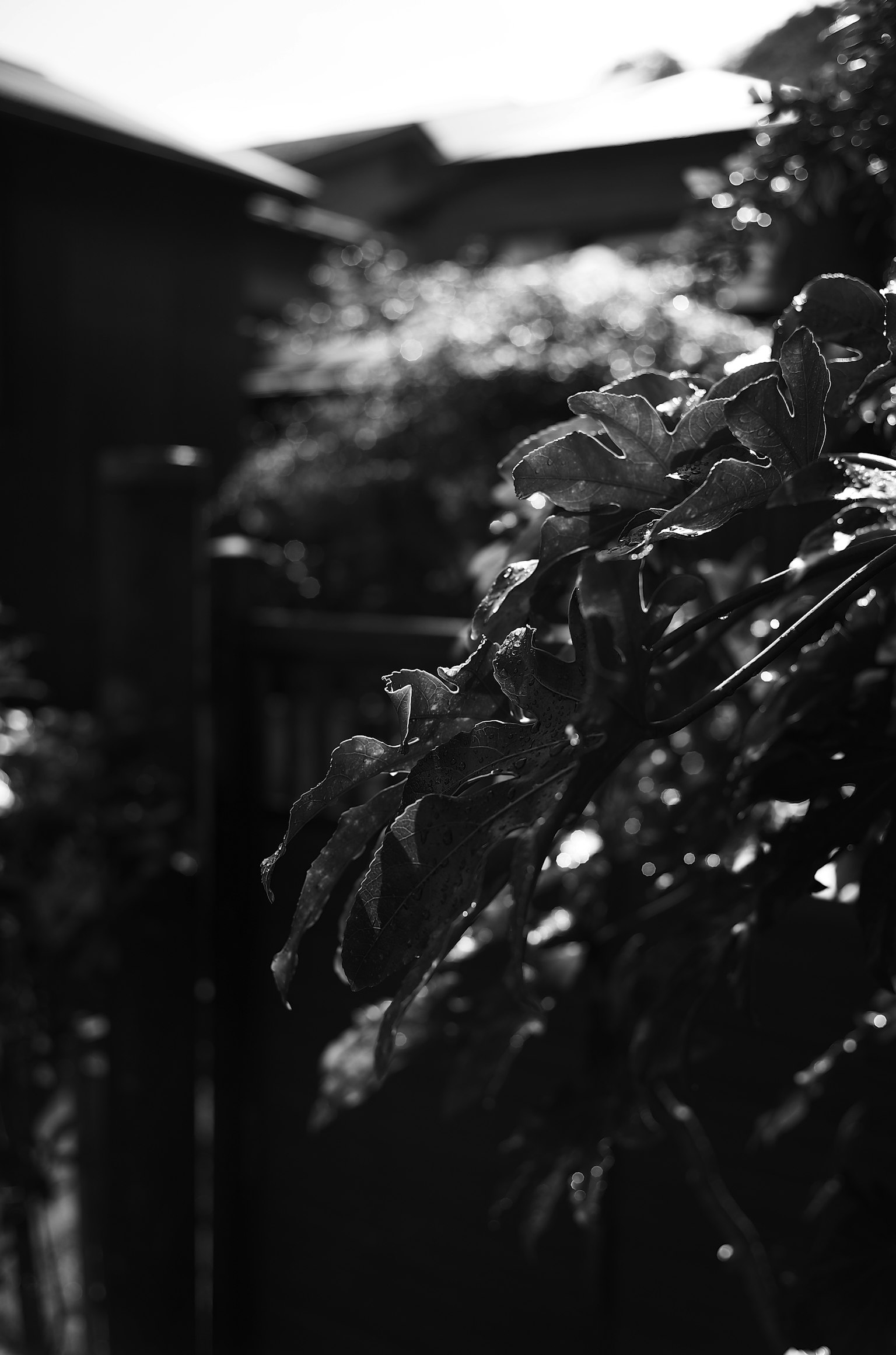 Un rincón de jardín con hojas verdes contra un fondo en blanco y negro