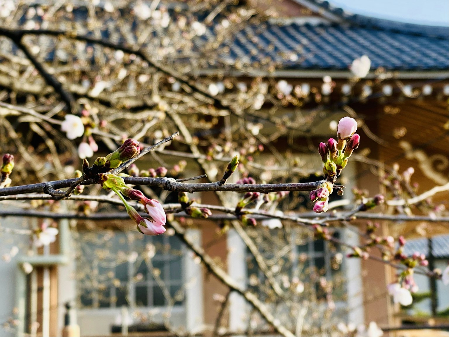 樱花芽在树枝上，背景是传统建筑