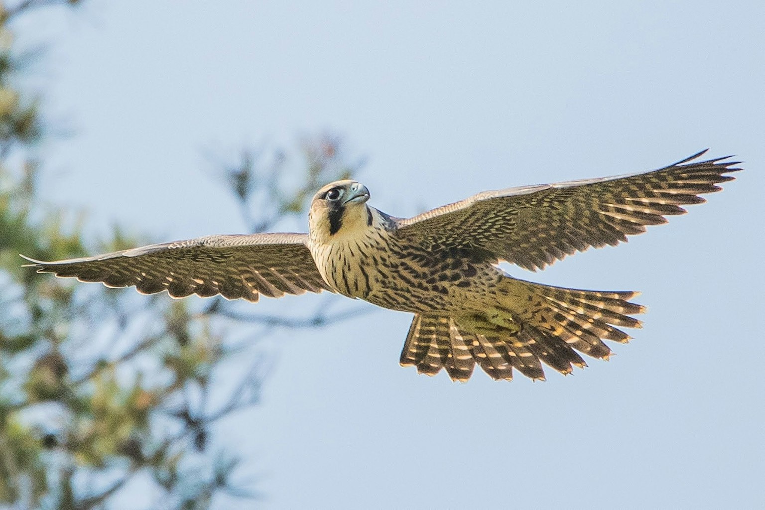 A hawk soaring in the sky displaying vibrant plumage and wings in flight