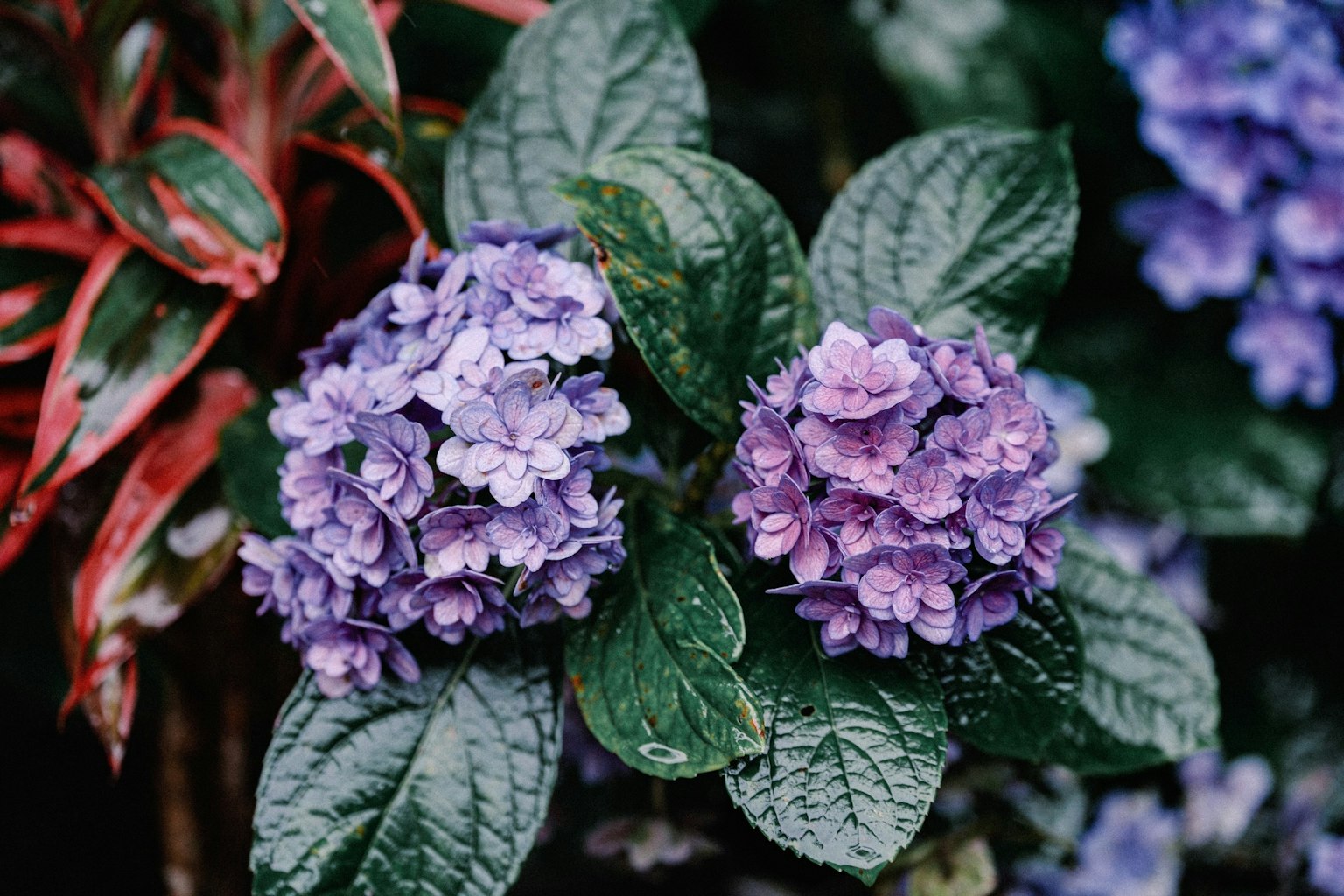 Gros plan de fleurs violettes et de feuilles vertes d'une plante