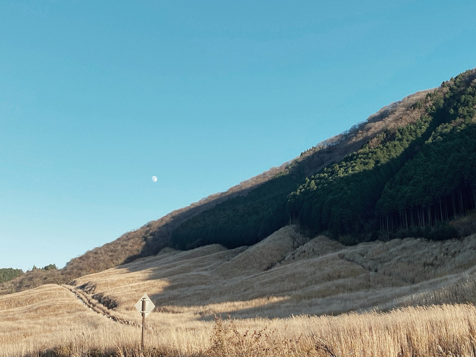 Paisaje con pradera y bosque bajo un cielo azul con una luna visible
