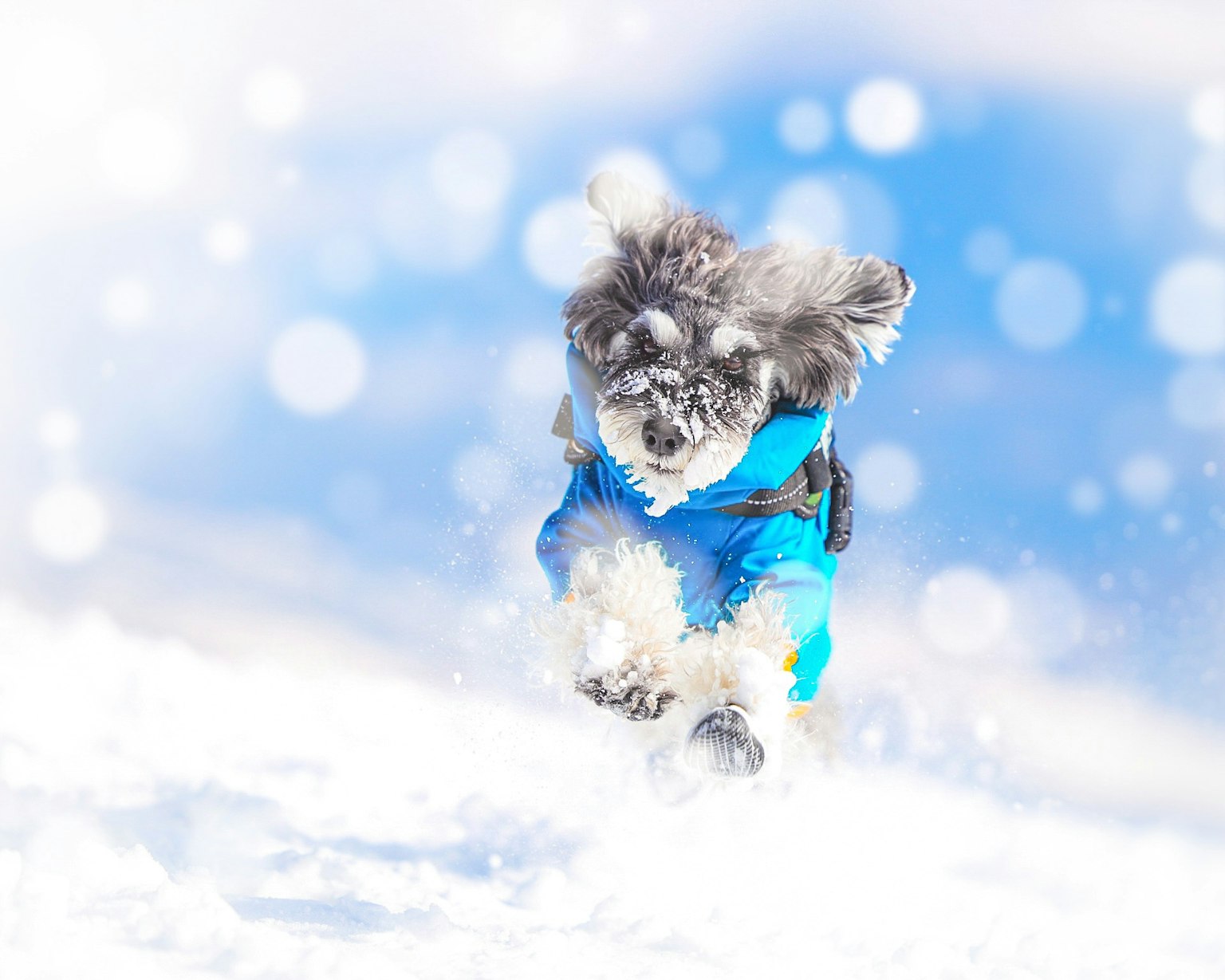 在雪中奔跑的狗穿着蓝色外套快乐的时刻