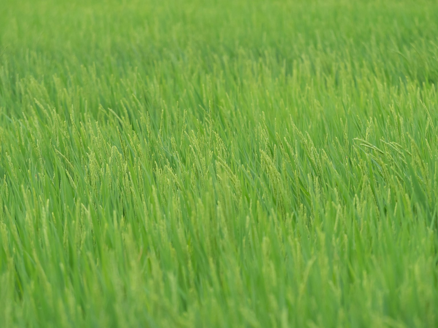Champ de riz vert luxuriant avec de l'herbe vibrante