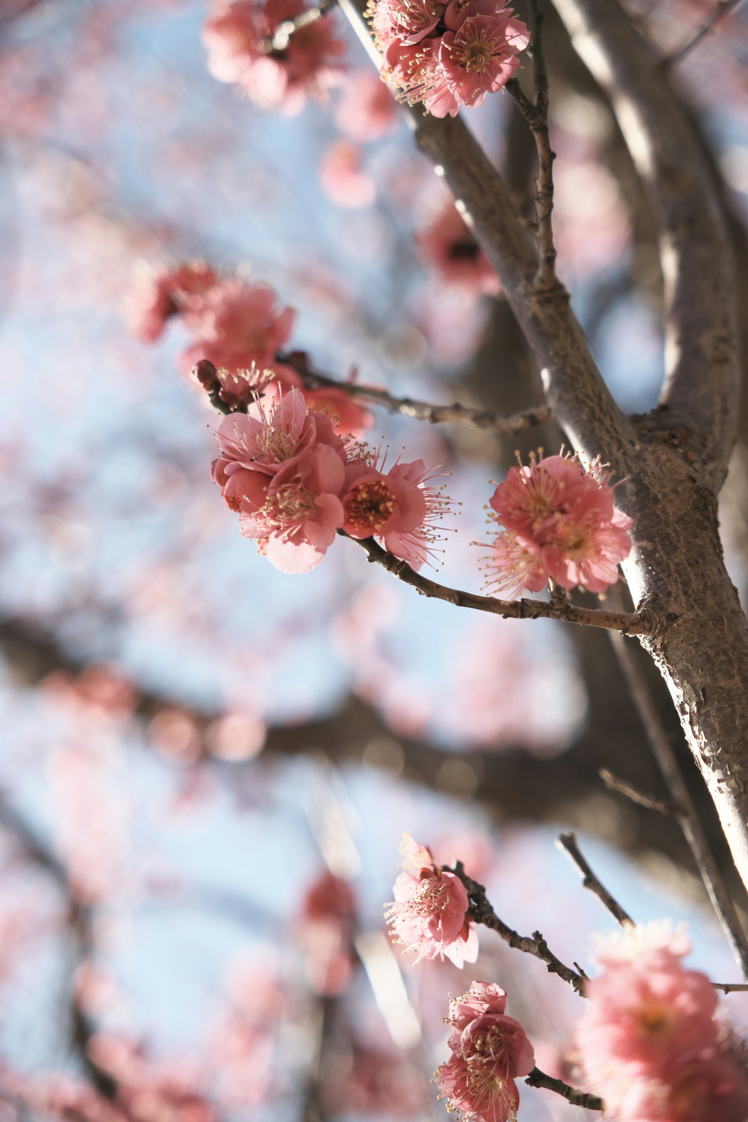 Close-up cabang bunga sakura berwarna merah muda dengan latar belakang langit biru
