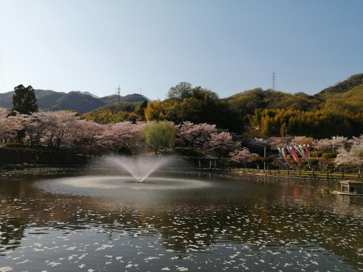 Stagno panoramico con ciliegi in fiore e fontana