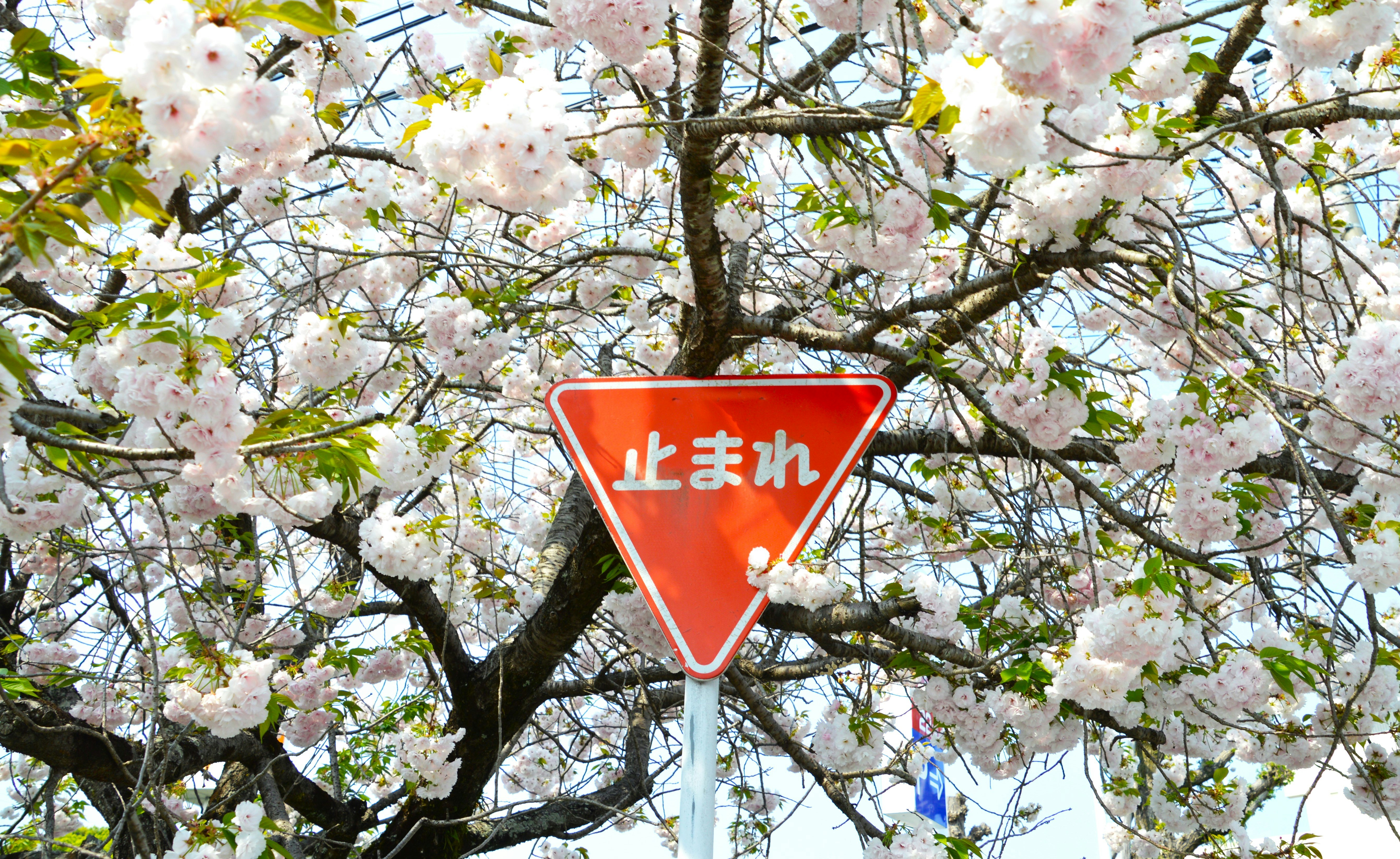 樱花枝间的“停止”交通标志