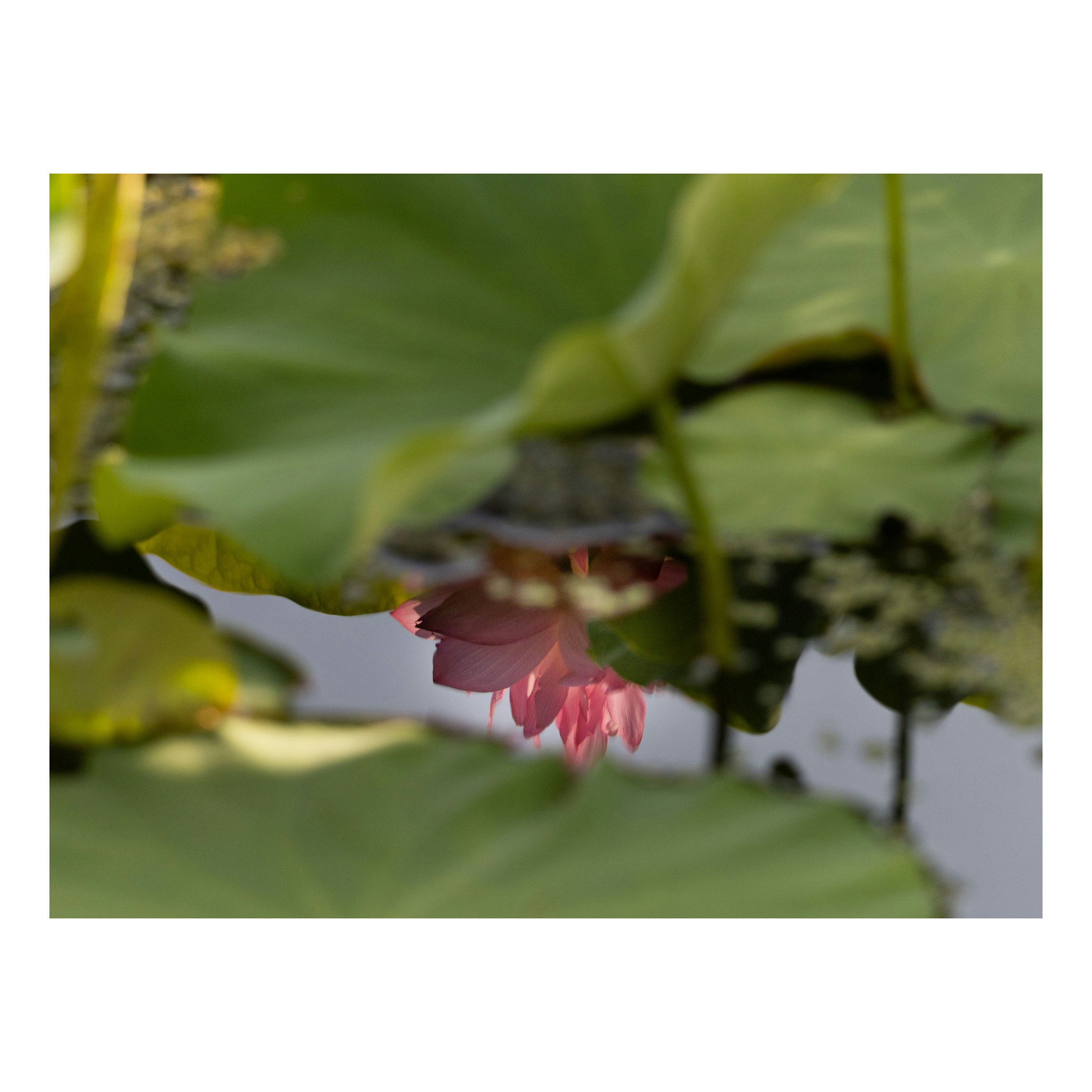 蓮の花と水面リフレクションのある夏の水辺