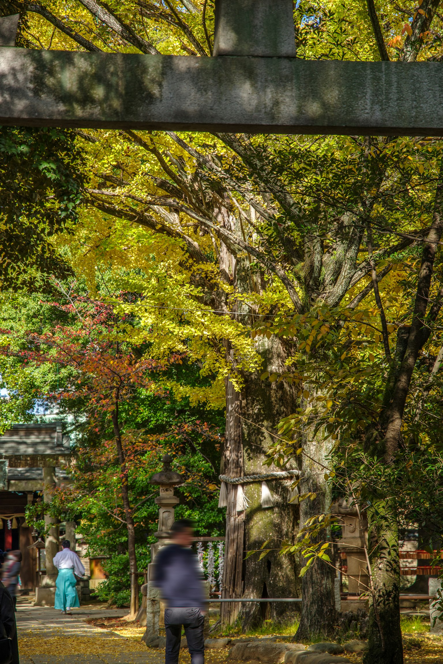 Scenic view of a shrine with autumn-colored trees and a torii gate