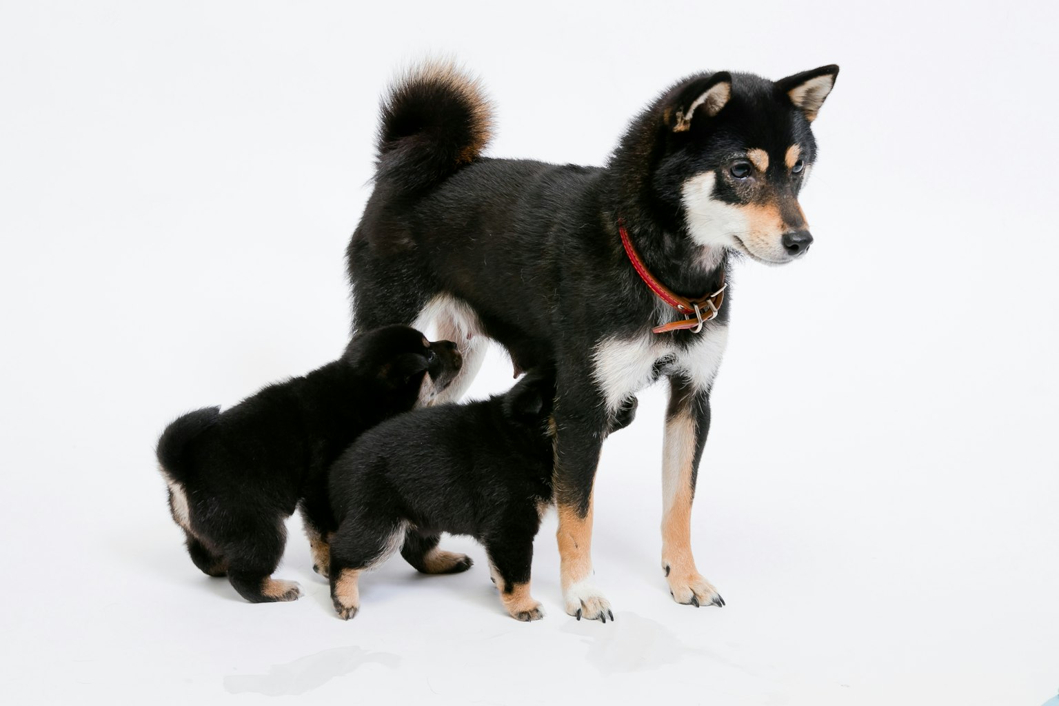 Un Shiba Inu negro con dos cachorros de Shiba Inu juguetones