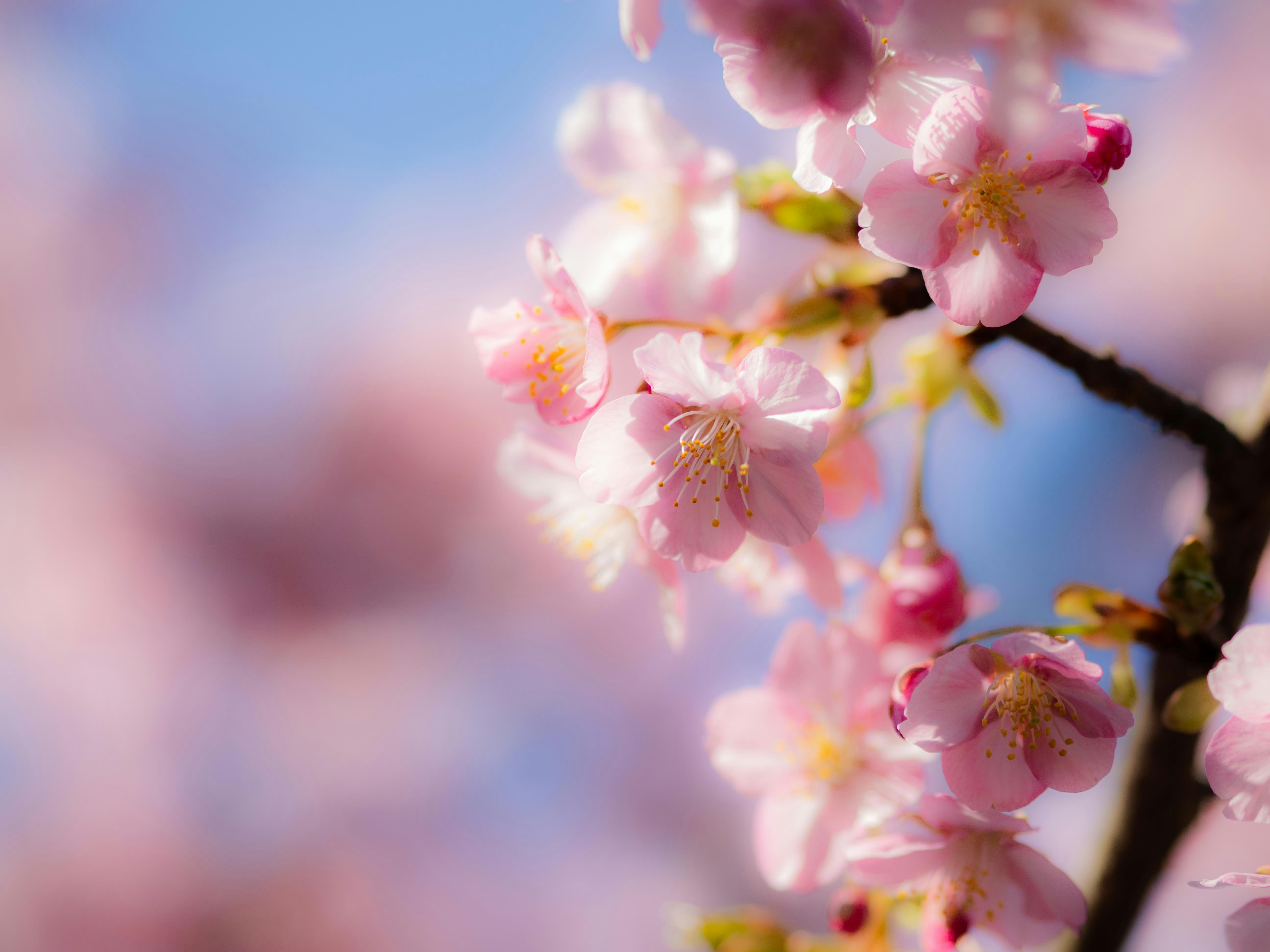 桃の花の枝に咲く淡いピンクの花