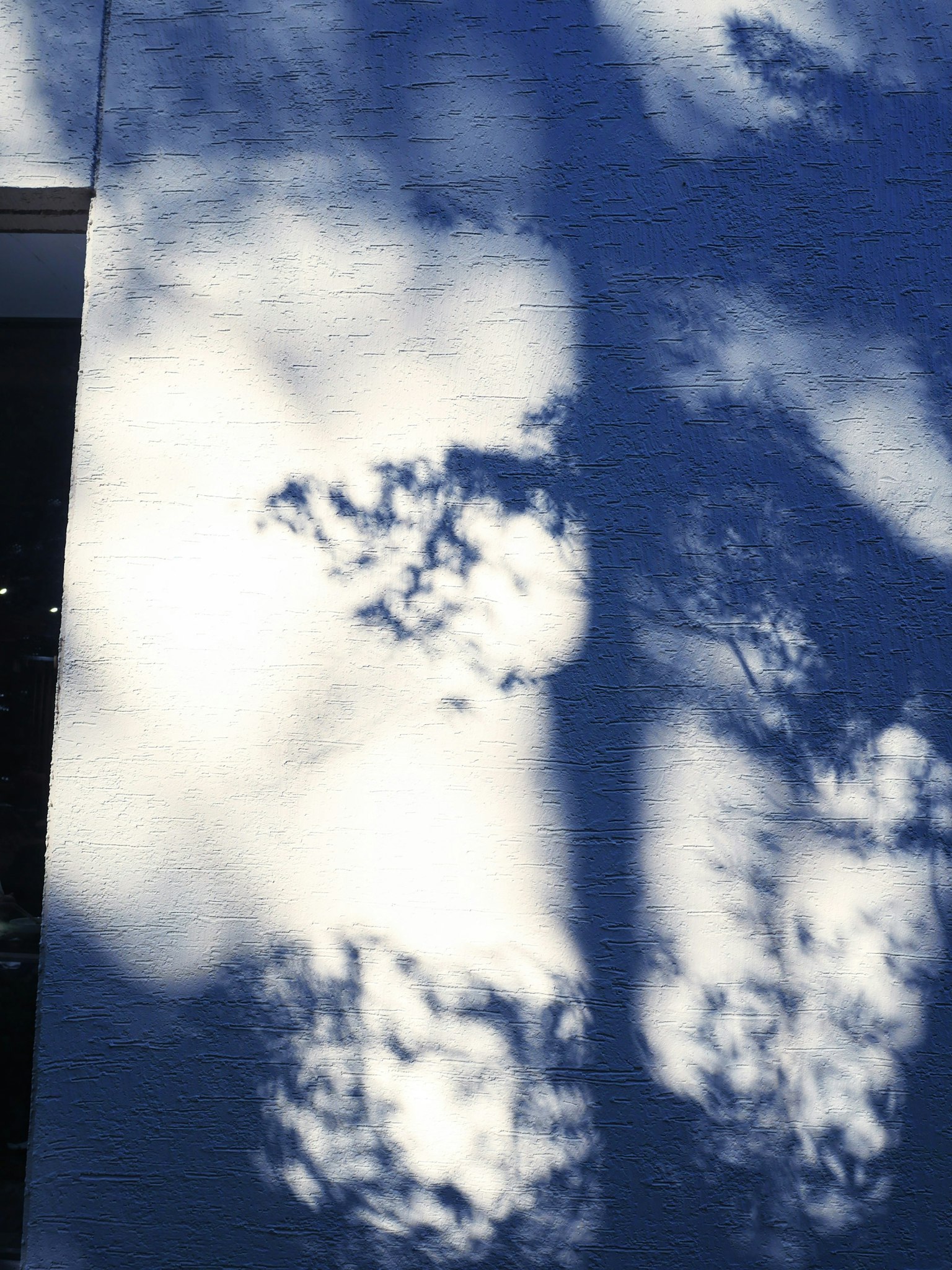 Shadows of trees and clouds on a white wall