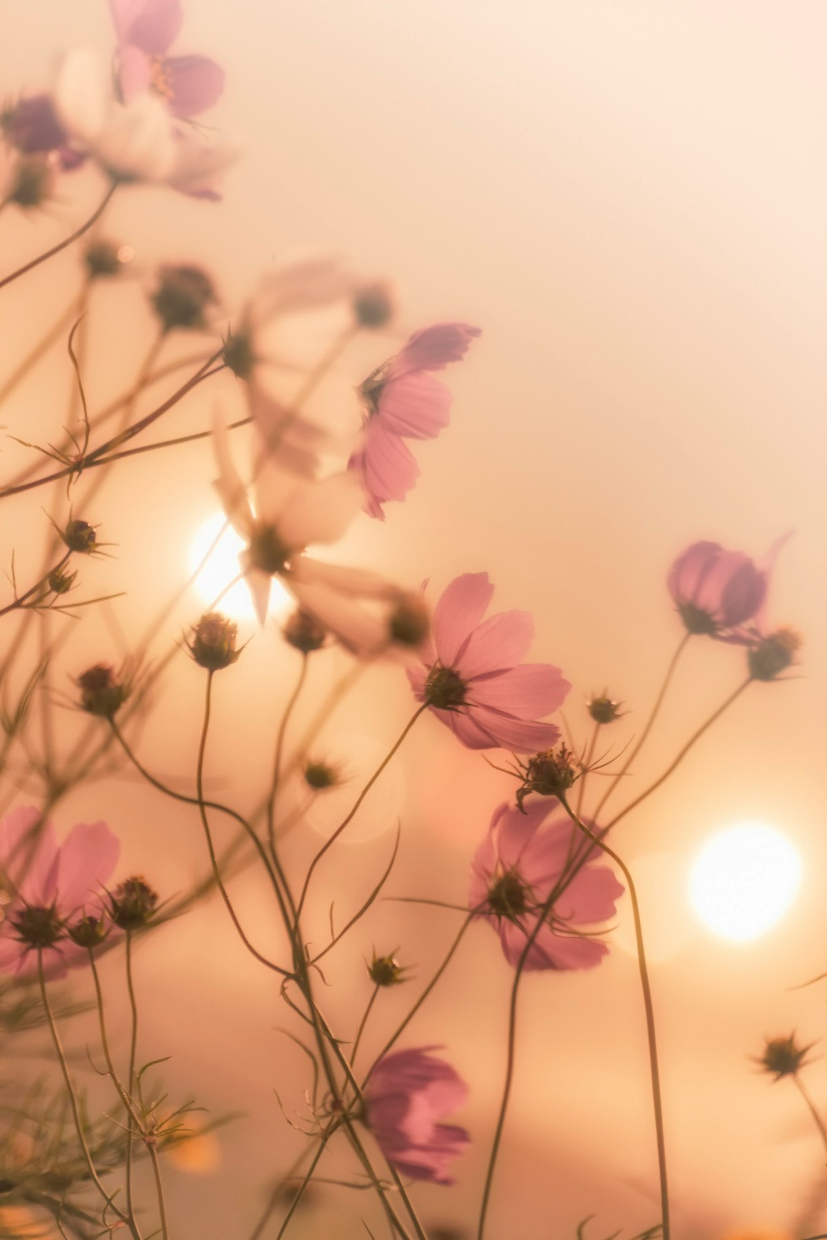 Cosmos flowers glowing in streetlight mist