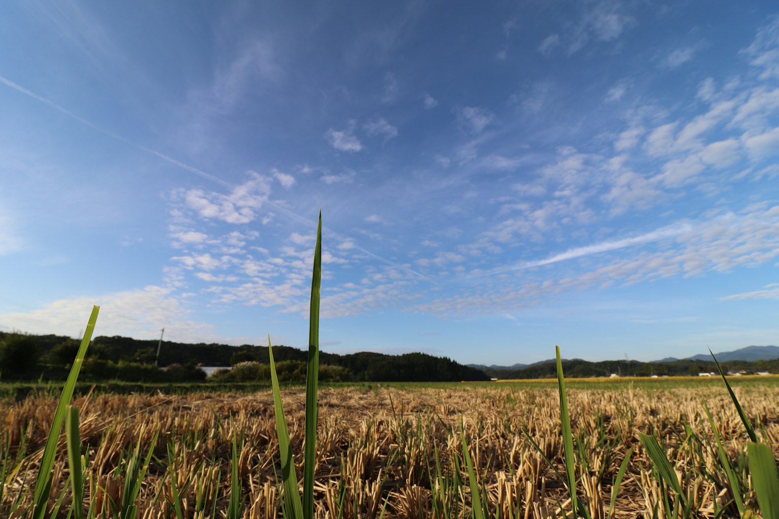 Paesaggio di steli di riso sotto un cielo blu con nuvole