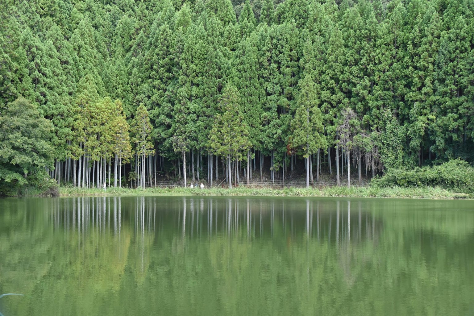 Ein ruhiger See umgeben von üppigen grünen Bäumen