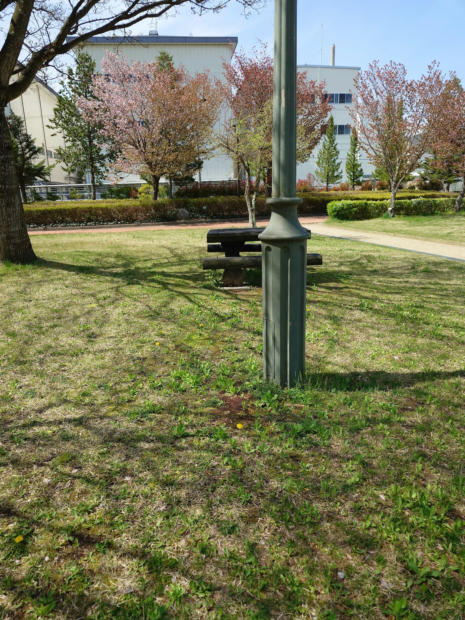 公园场景有绿色草坪和樱花树配有长椅和路灯