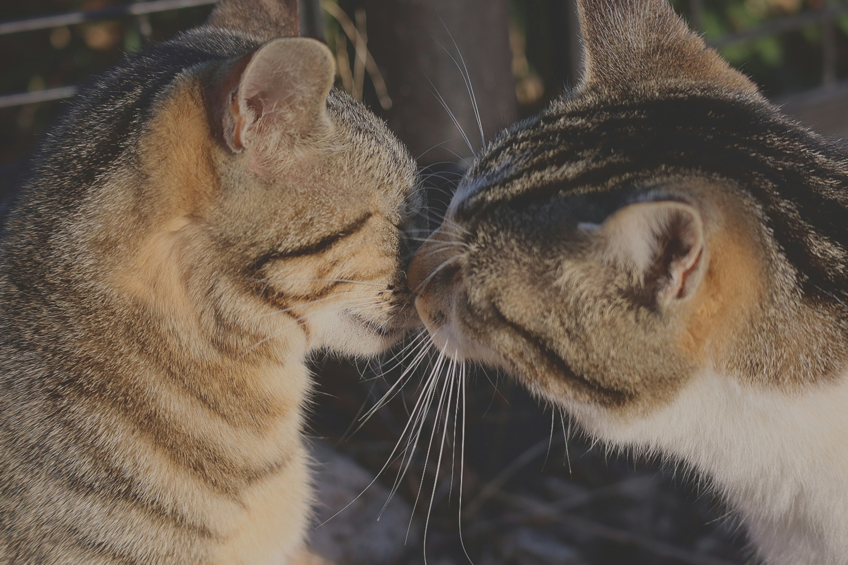 寄り添ってキスする猫同士のじゃれ合い