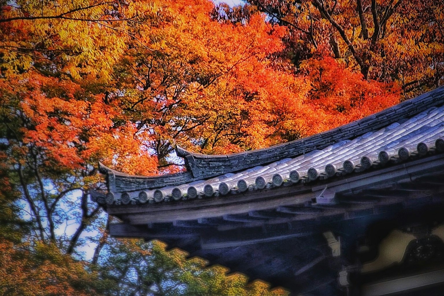 传统日本建筑屋顶与鲜艳的秋季树叶