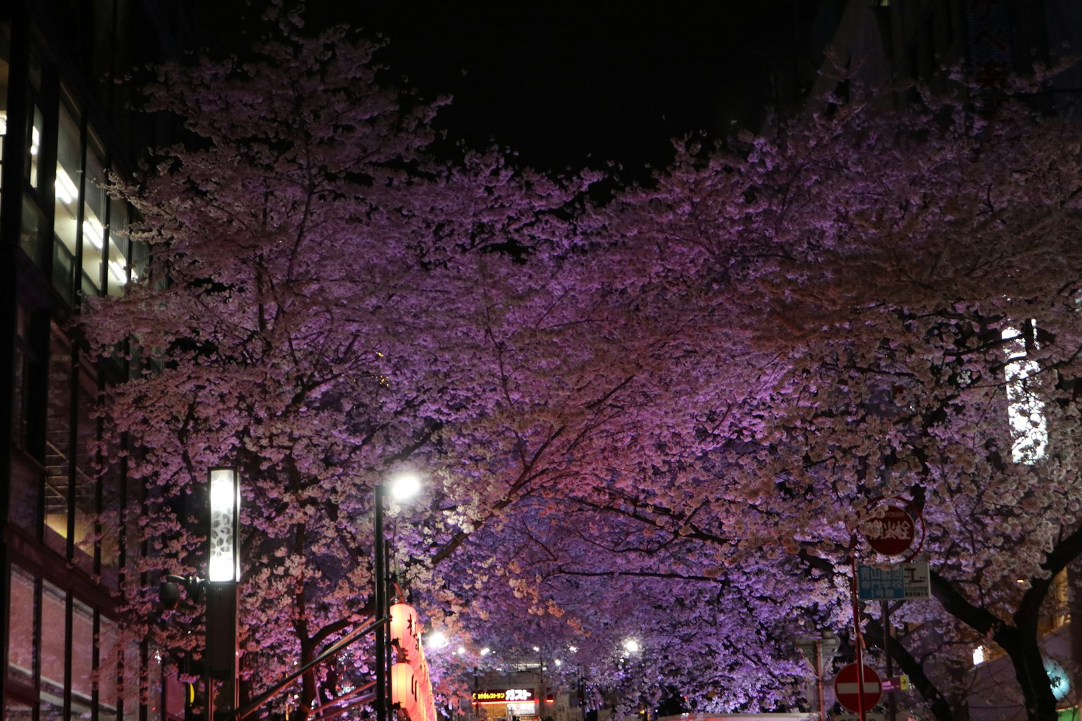 夜间柔和粉色樱花在街灯下绽放