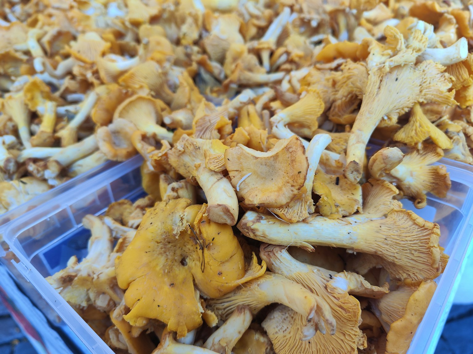 Kedekatan jamur chanterelle oranye cerah dalam wadah transparan