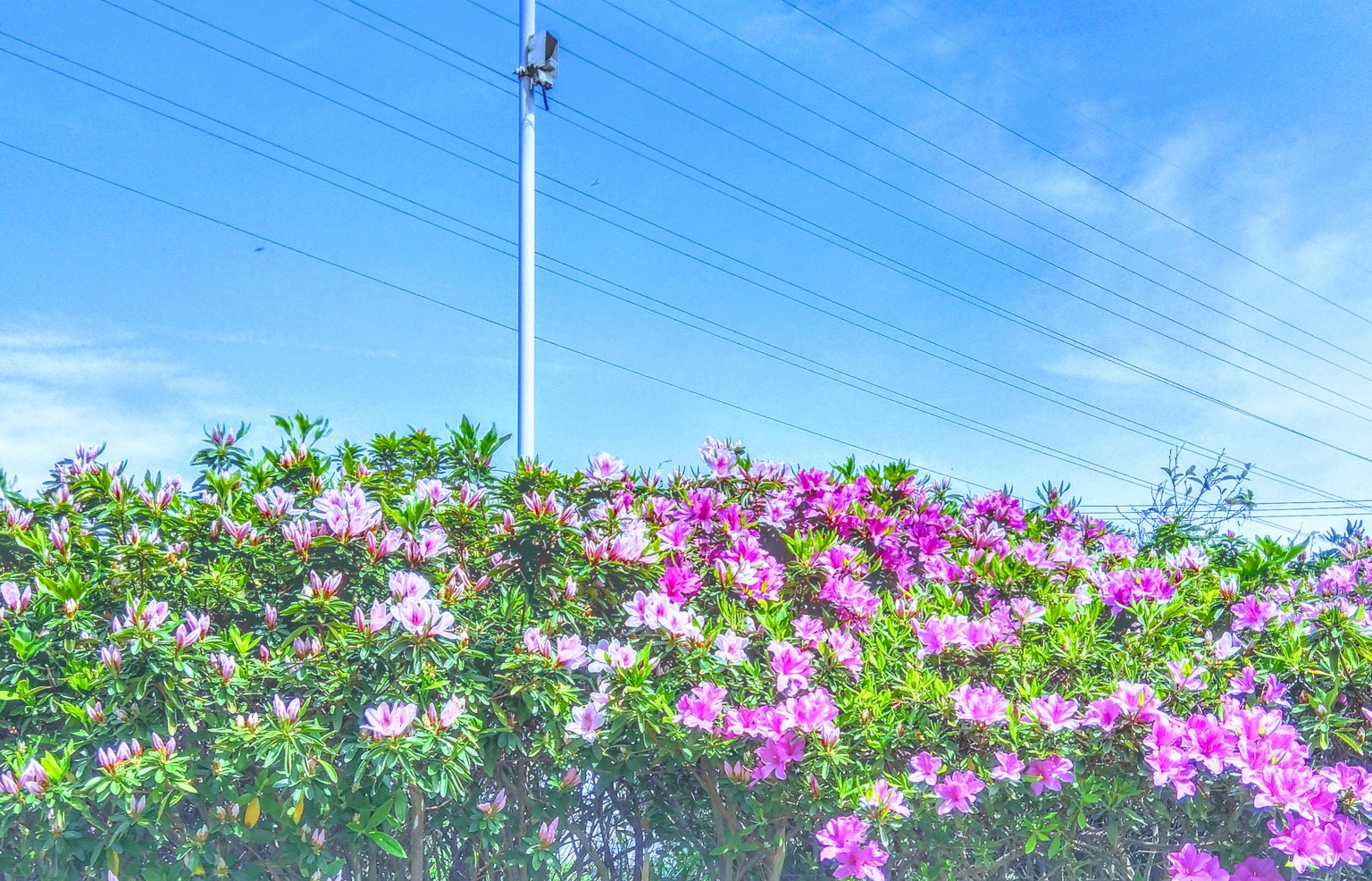 Bunga azalea berwarna-warni mekar di latar belakang langit biru dan tiang utilitas