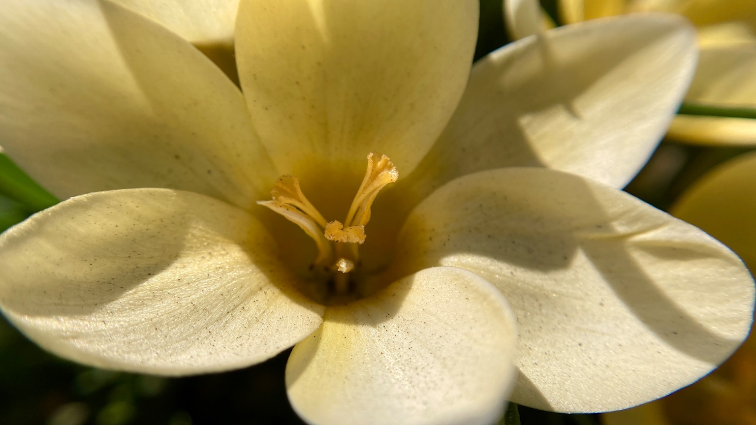 Gros plan d'une fleur blanche avec un centre jaune