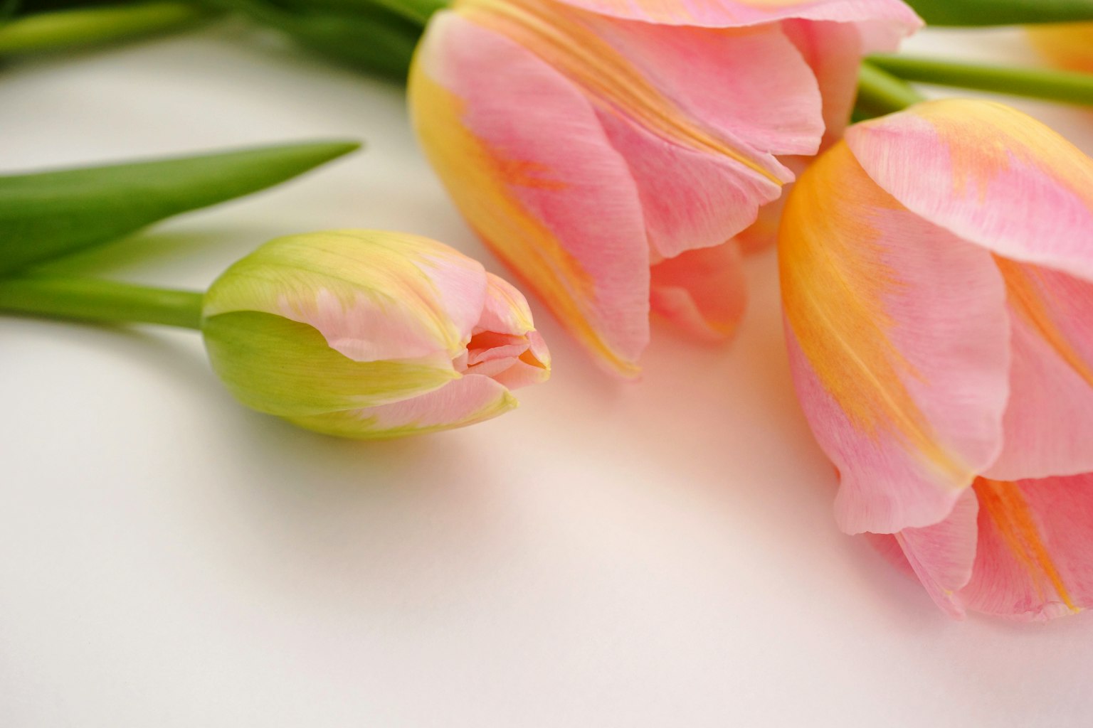 Những bông hoa tulip hồng và vàng nhạt cùng một nụ hoa được sắp xếp bên nhau