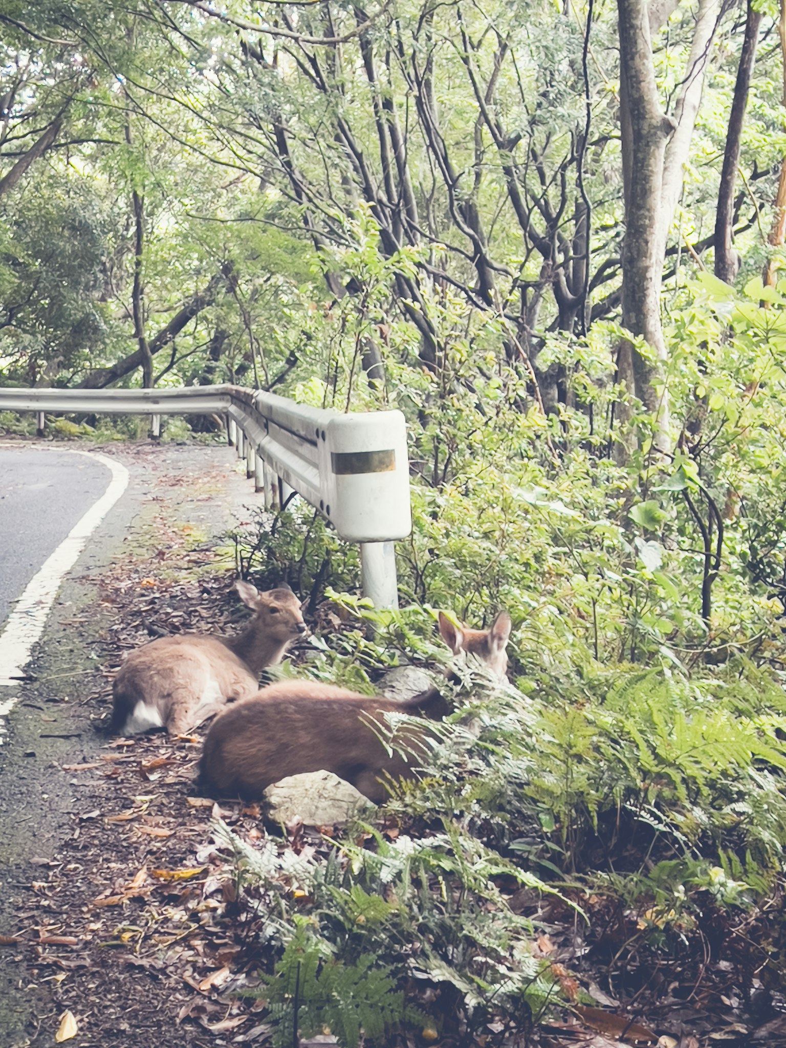 Rehe, die am Straßenrand liegen, umgeben von üppigem Grün