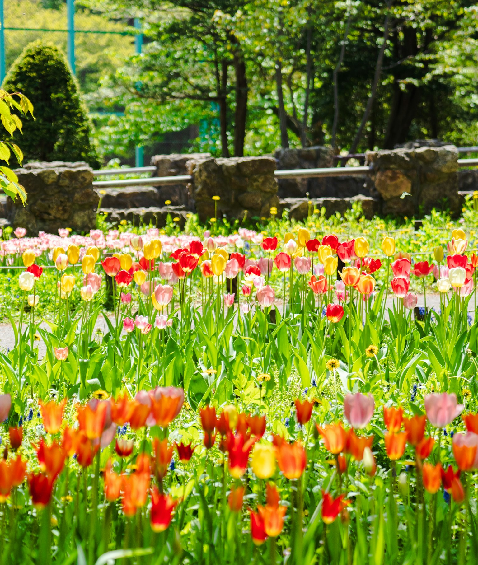 สวนที่มีสีสันเต็มไปด้วยดอกทิวลิปบาน