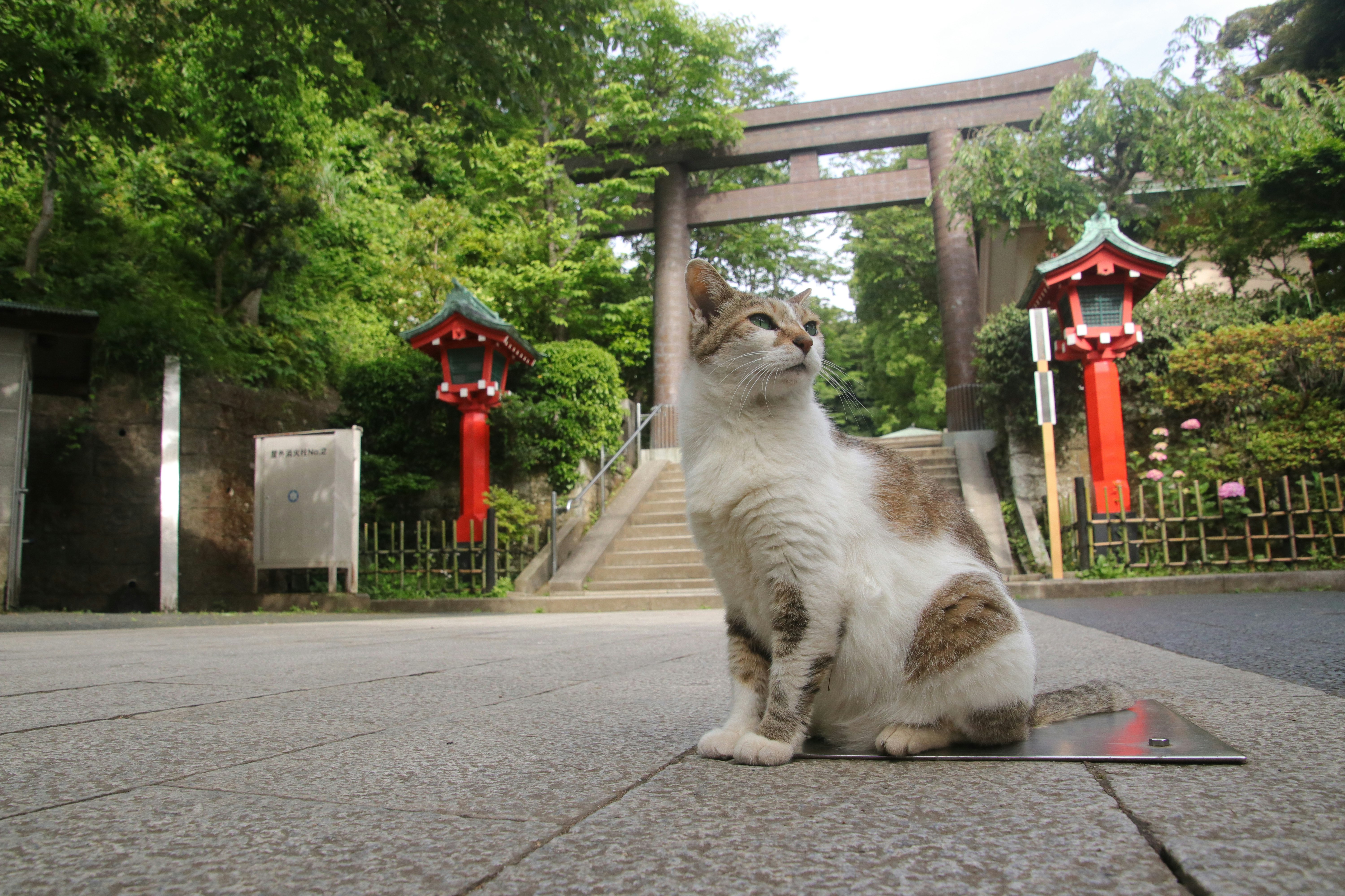 鳥居の前でお座りする猫のある神社の参道