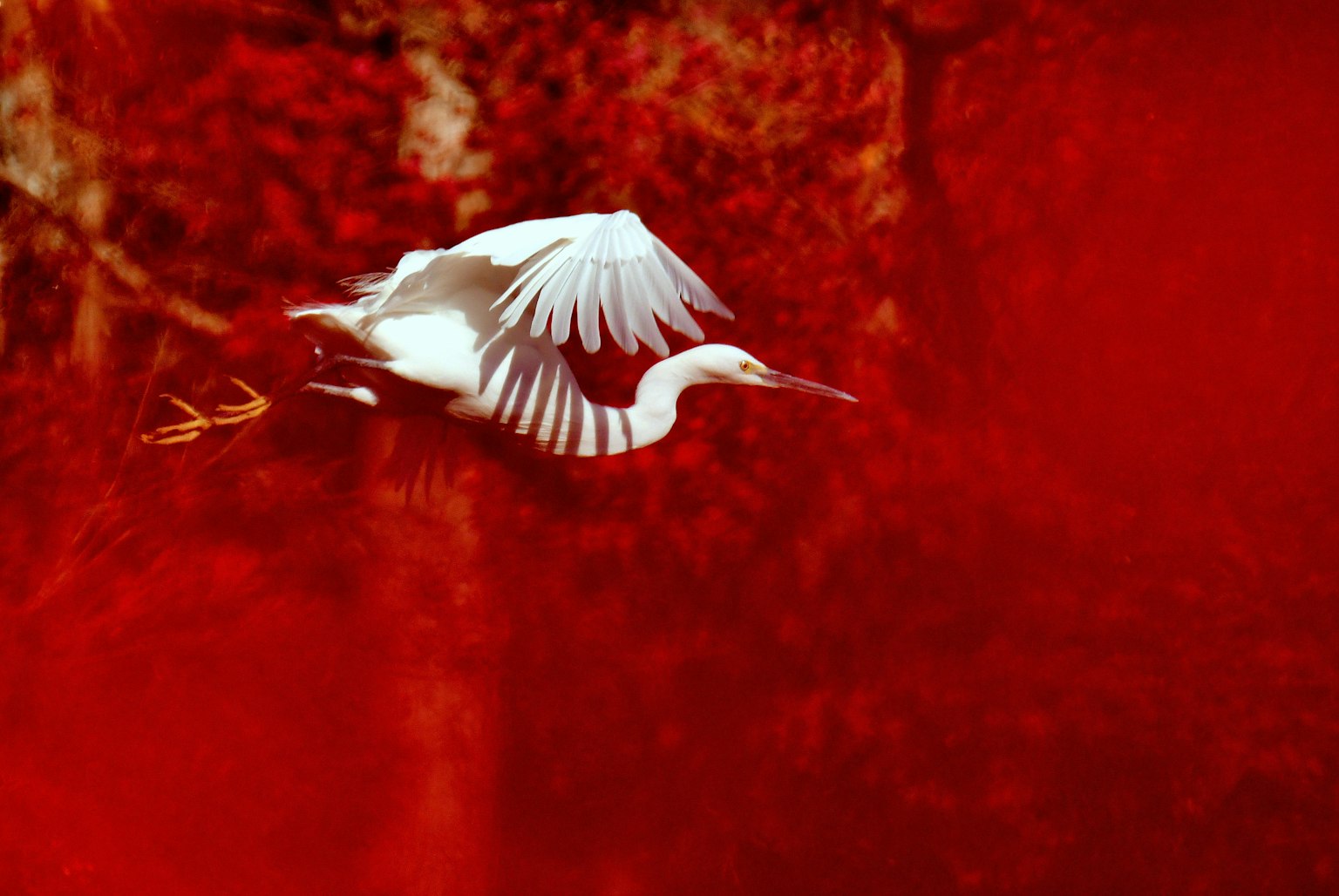 Ein weißer Vogel fliegt vor rotem Hintergrund