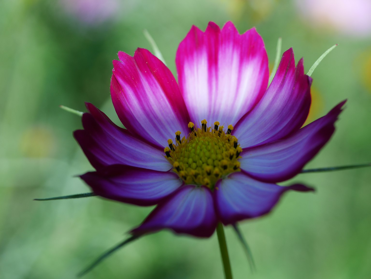 Primer plano de una flor de cosmos púrpura vibrante con pétalos delicados