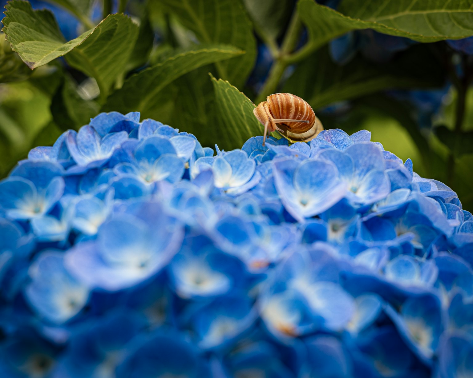 Seekor siput di atas bunga hydrangea biru