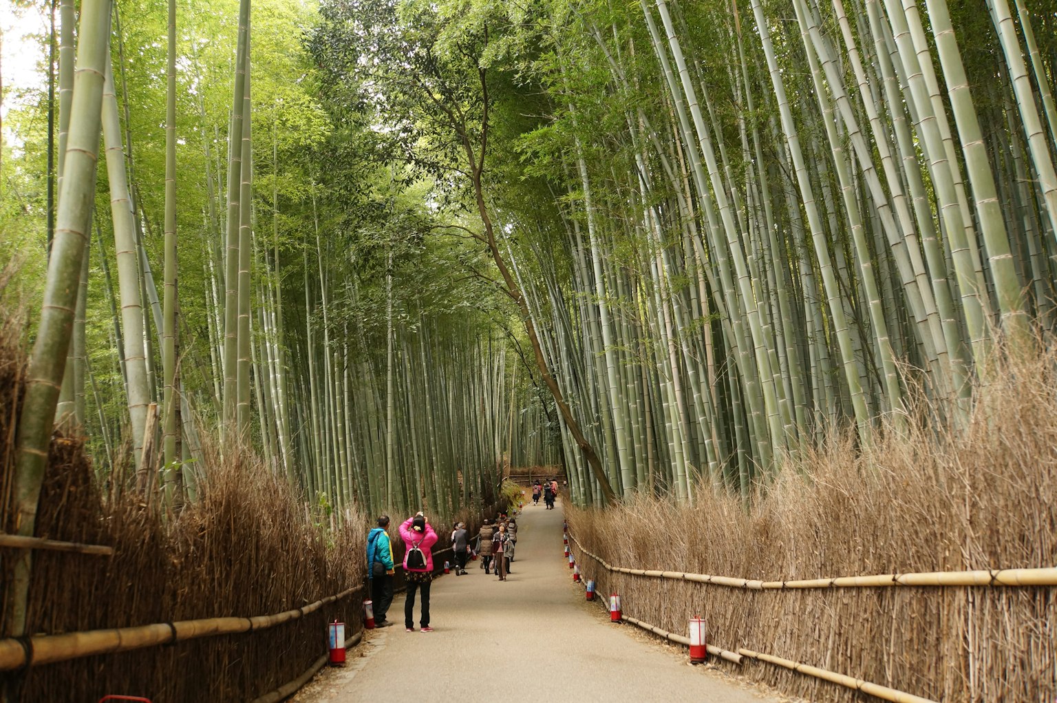 Sentier à travers une forêt de bambous avec des visiteurs