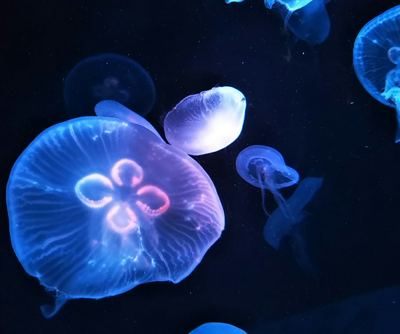 在水下漂浮的發光水母