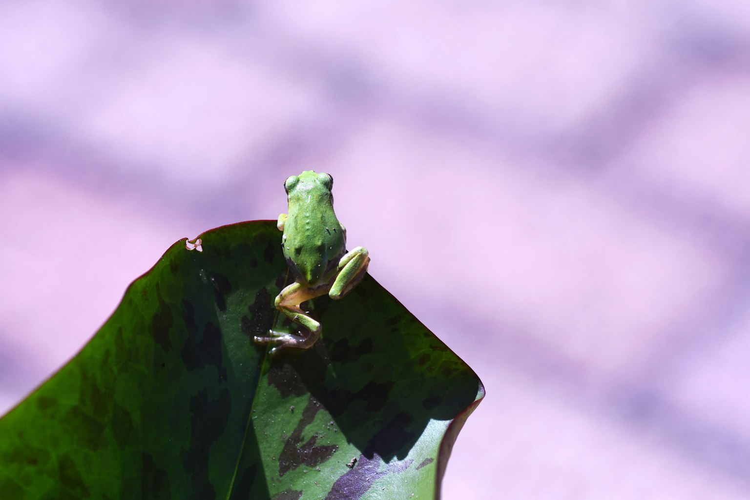 Ein grüner Frosch sitzt auf einem Blatt
