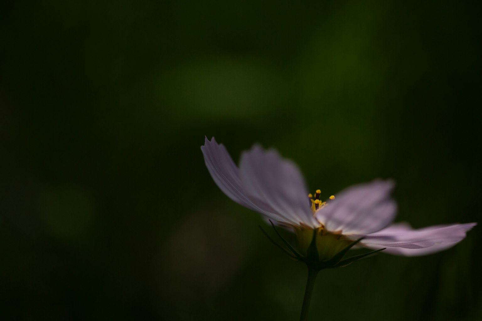 Eine zarte rosa Blume hebt sich von einem dunklen Hintergrund ab