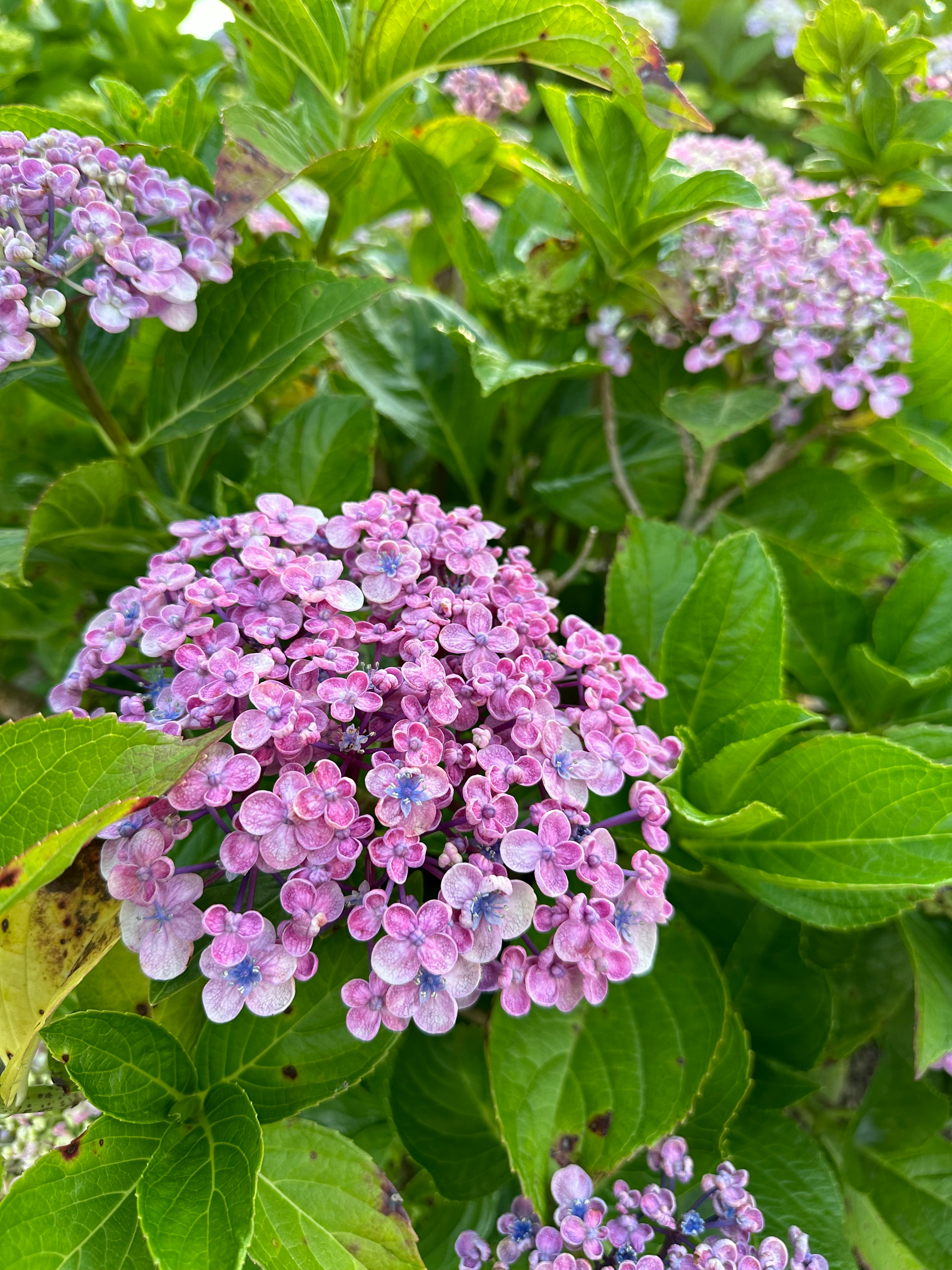 紫のアジサイの花と青々とした葉のクローズアップ