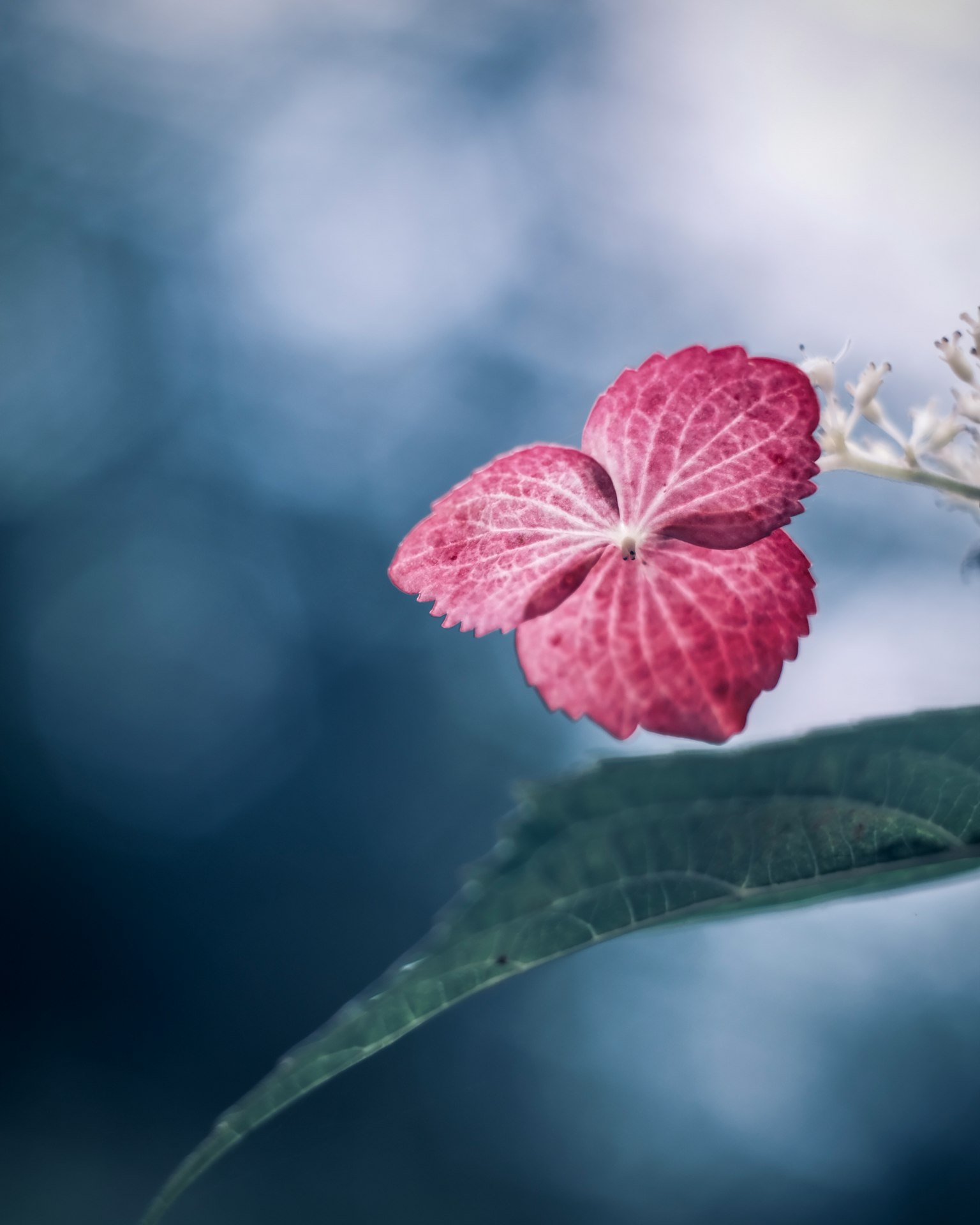 Primo piano di un fiore rosa su sfondo blu