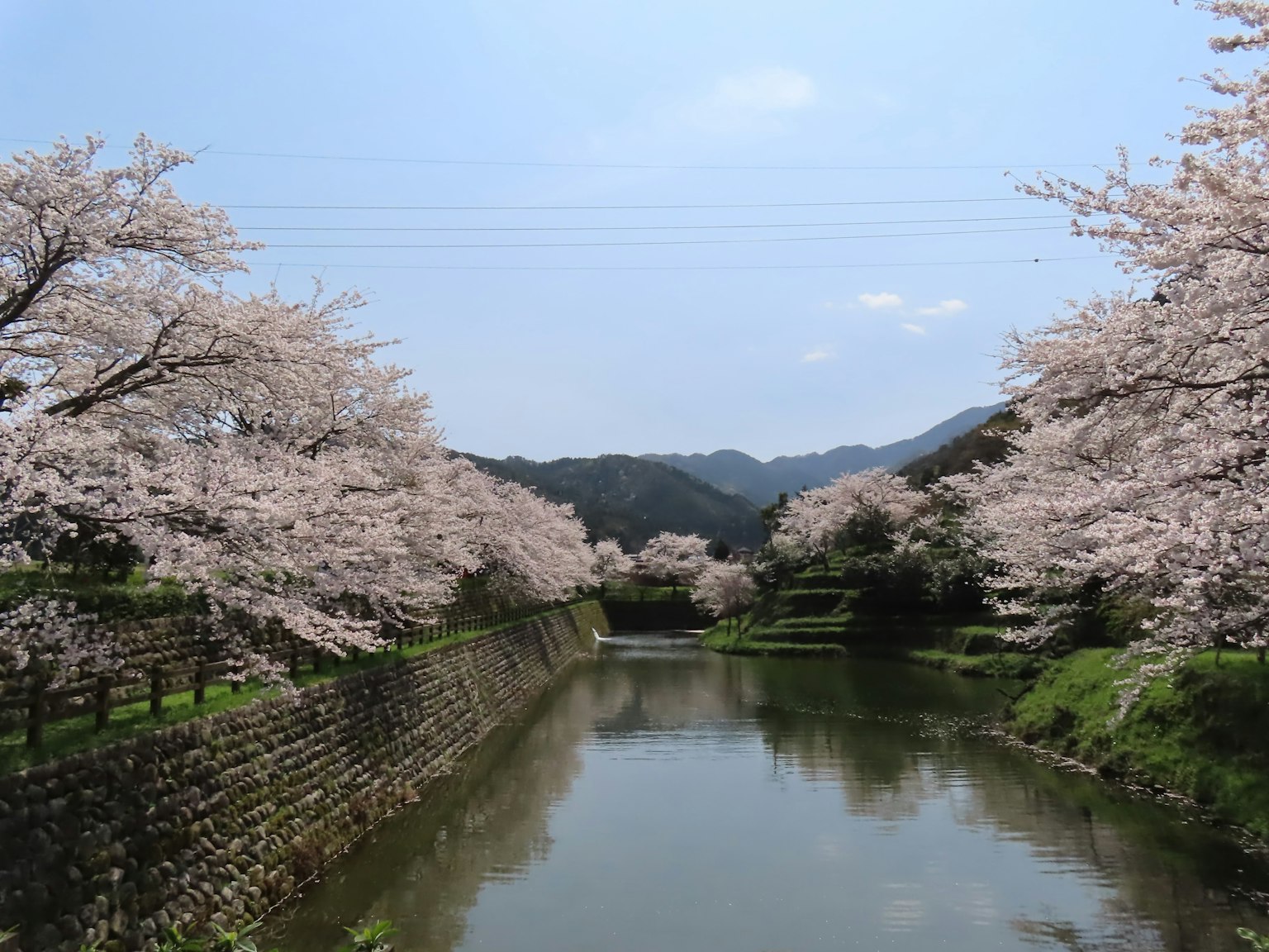Scenic view of cherry blossom trees lining a river with blue sky and mountains