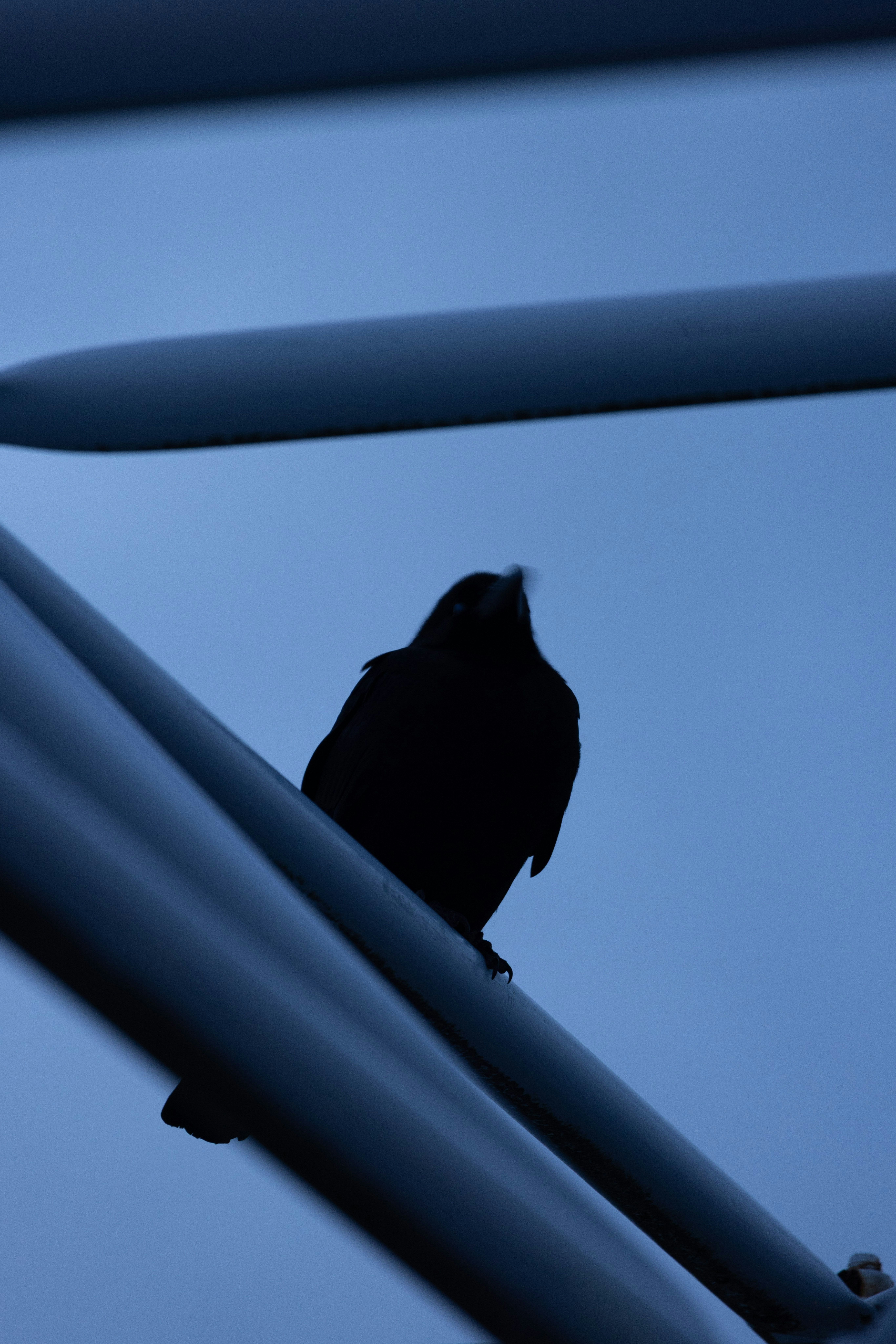 青空の下で止まる黒い鳥のシルエット