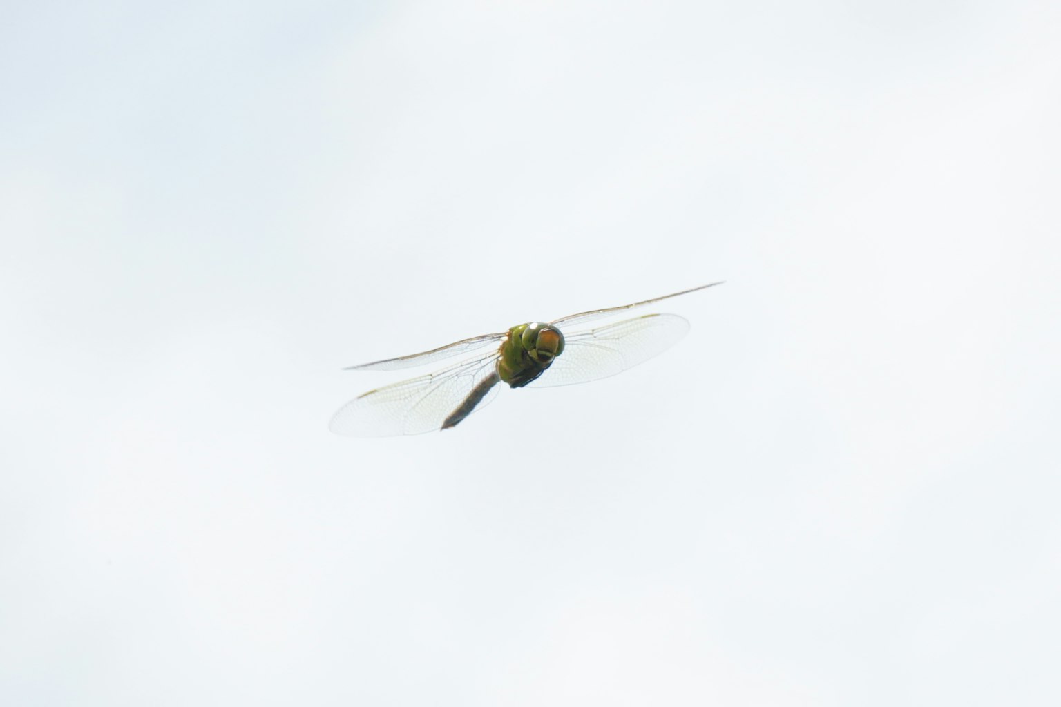 Primo piano di una libellula in volo su uno sfondo chiaro