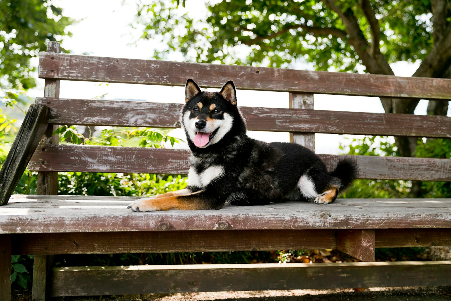 黑色柴犬在公園長椅上放鬆