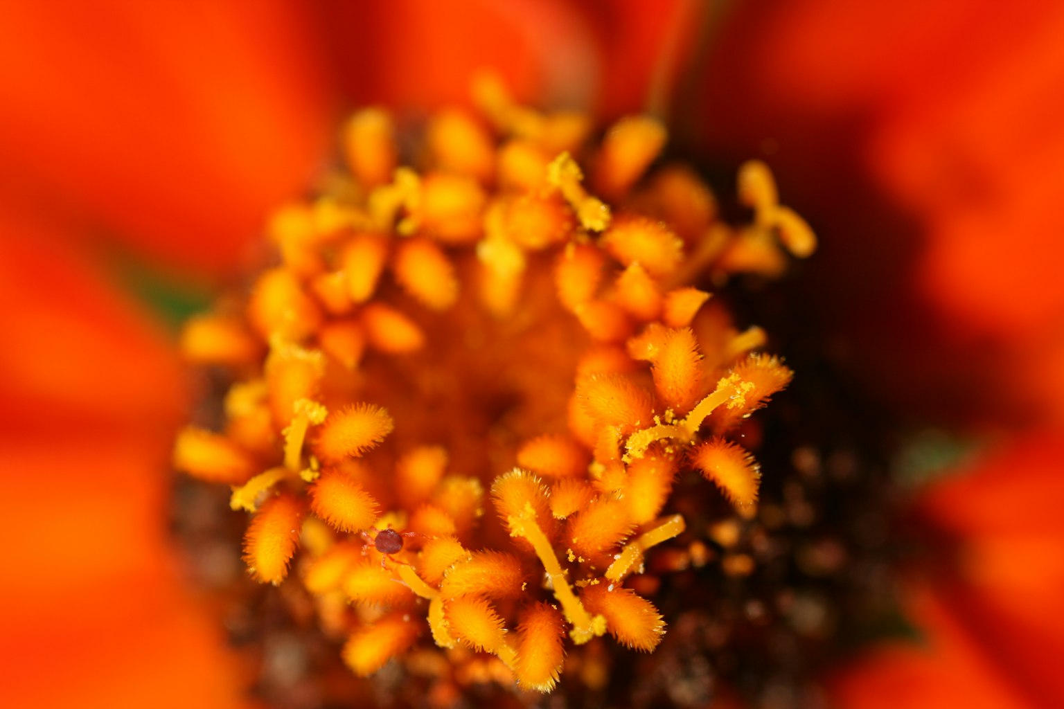 Primo piano di un fiore arancione con dettagli del polline visibili