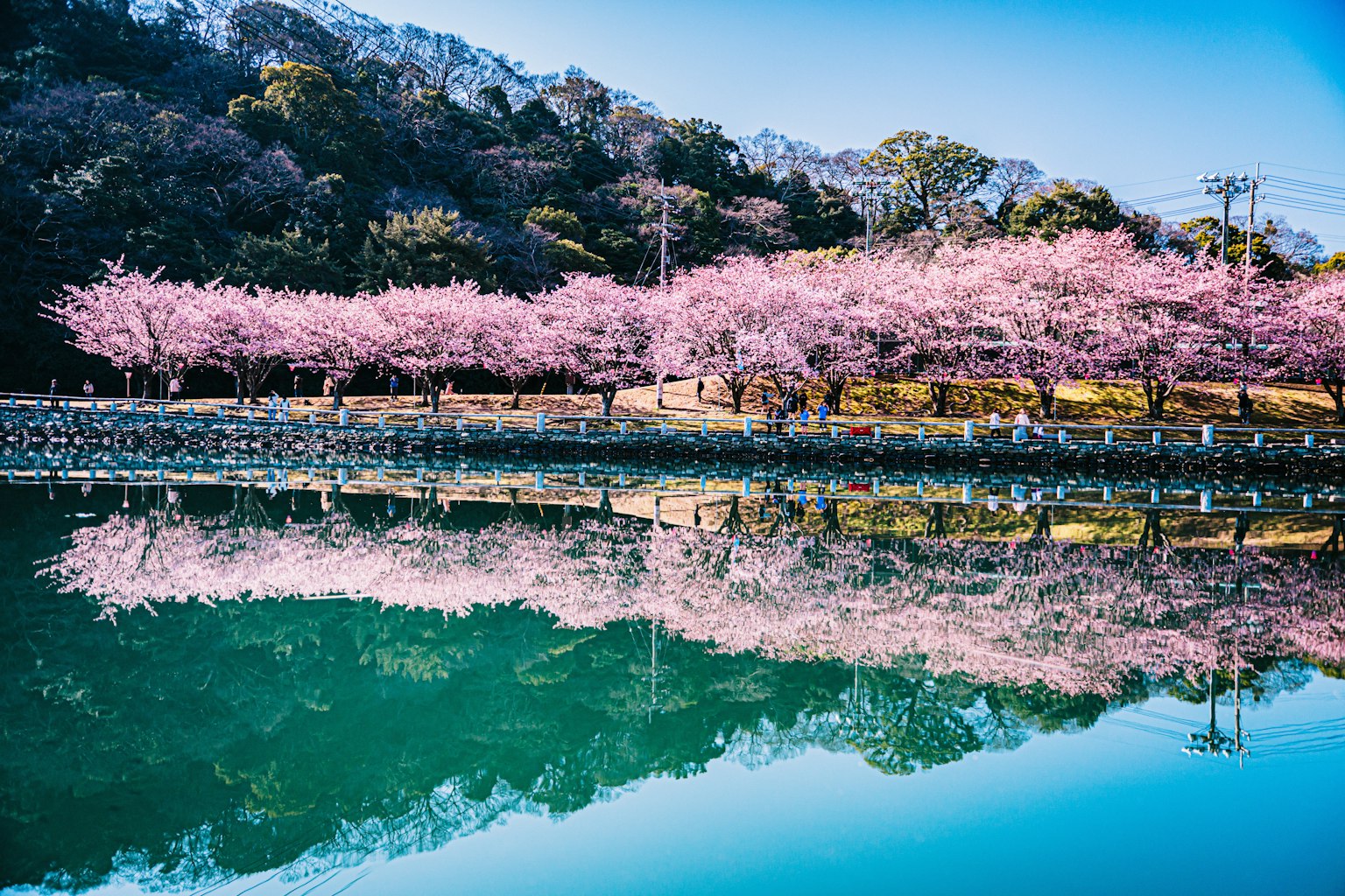 Beautiful landscape of cherry blossom trees with calm water reflection