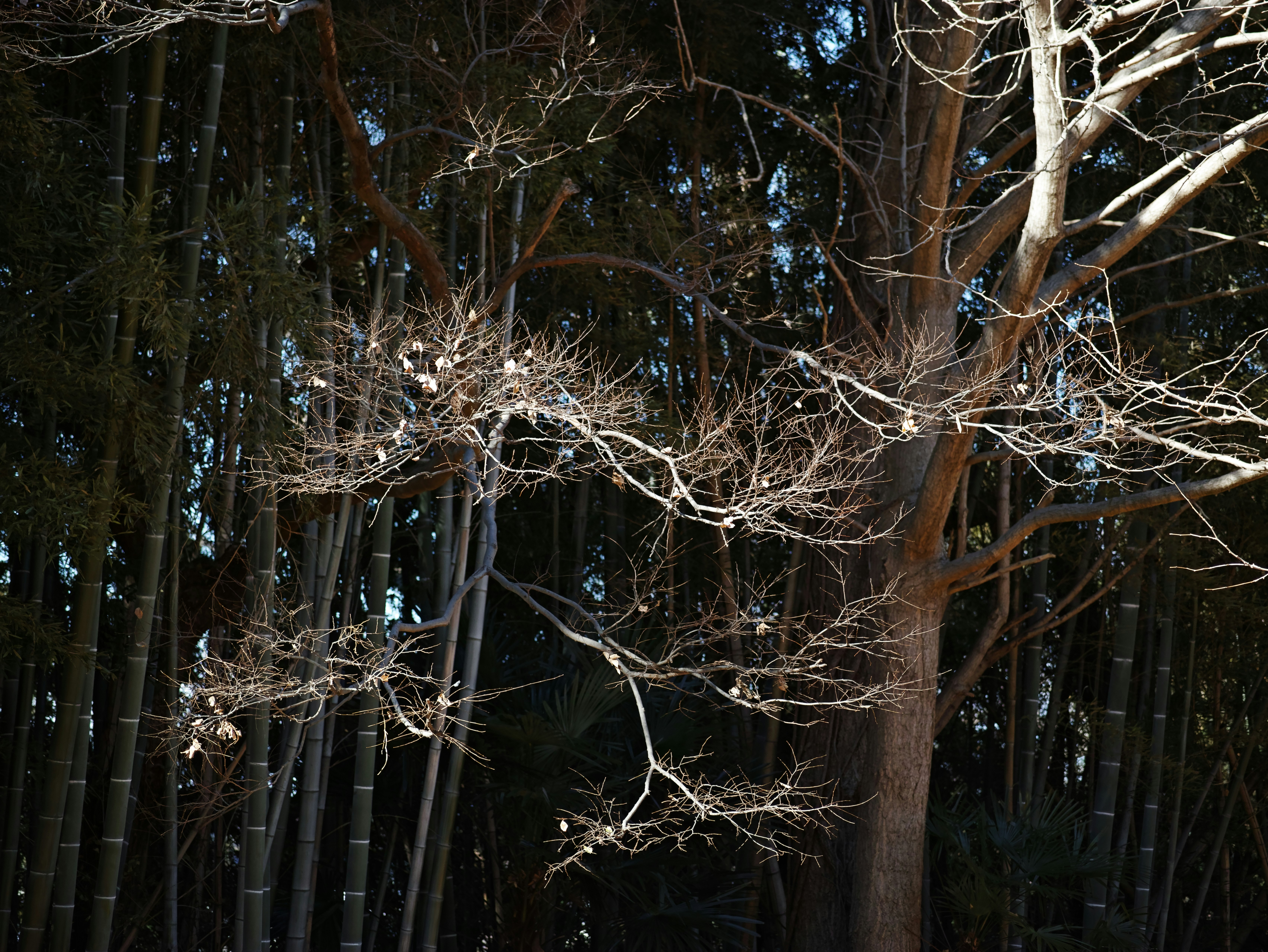 scène de forêt avec branches dénudées et bosquet de bambous