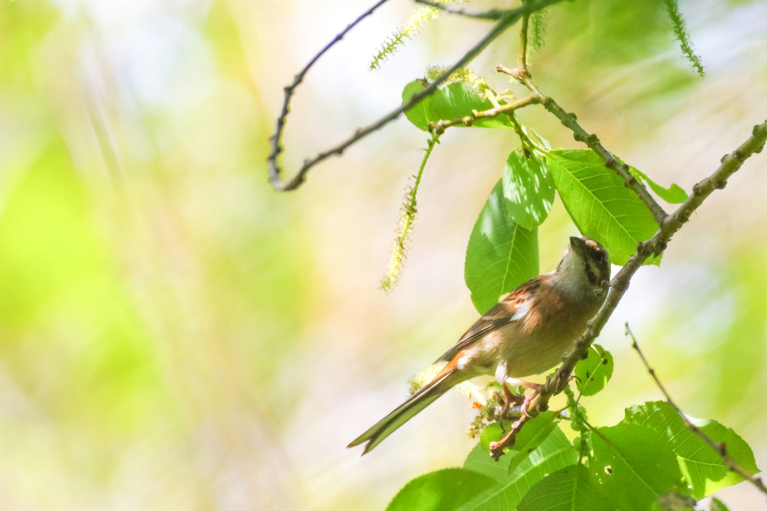 Un piccolo uccello posato tra foglie verdi
